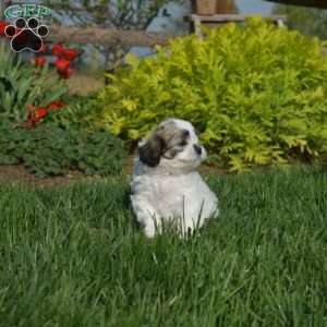 Dill, Teddy Bear Puppy