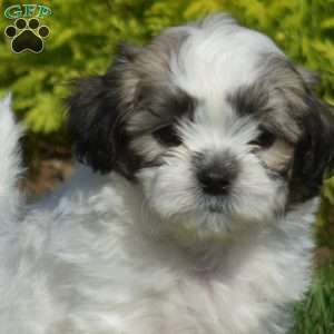 Dill, Teddy Bear Puppy