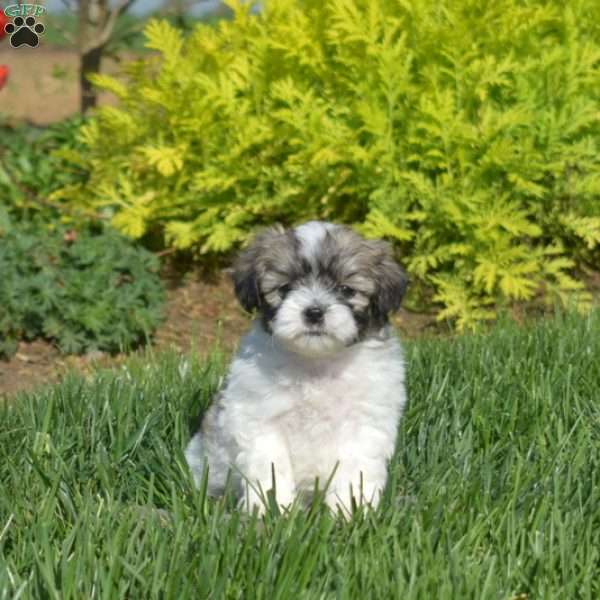 Dipper, Teddy Bear Puppy