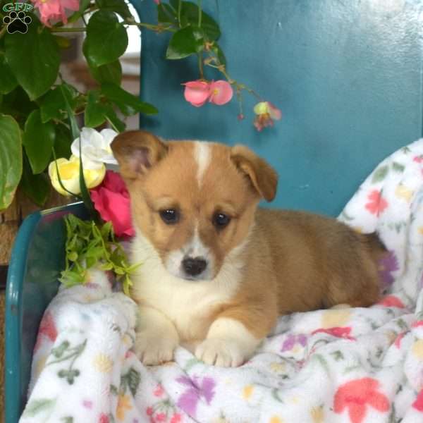 Dipper, Pembroke Welsh Corgi Puppy