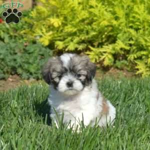 Dipper, Teddy Bear Puppy