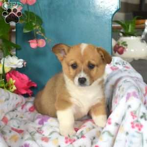 Dipper, Pembroke Welsh Corgi Puppy