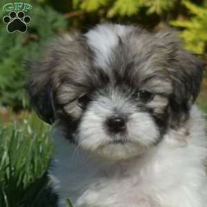 Dipper, Teddy Bear Puppy