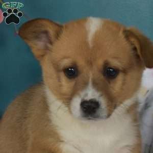 Dipper, Pembroke Welsh Corgi Puppy