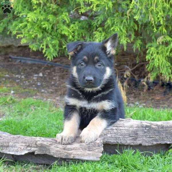Dixie, German Shepherd Puppy