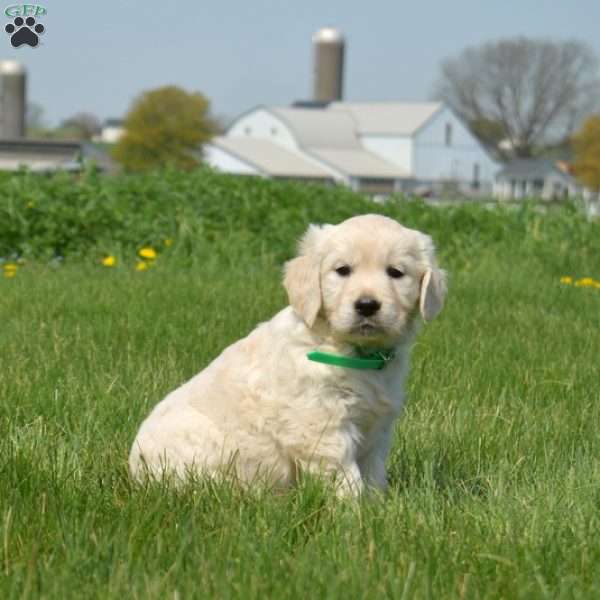 Dixie, English Cream Golden Retriever Puppy