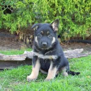 Dixie, German Shepherd Puppy