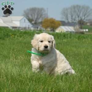 Dixie, English Cream Golden Retriever Puppy