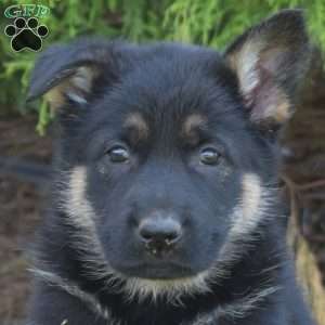 Dixie, German Shepherd Puppy