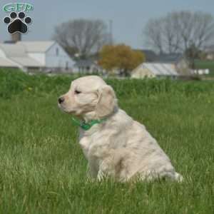 Dixie, English Cream Golden Retriever Puppy