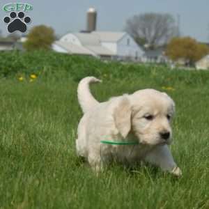 Dixie, English Cream Golden Retriever Puppy