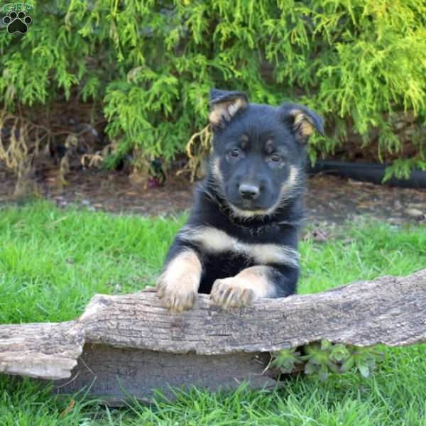 Dolly, German Shepherd Puppy