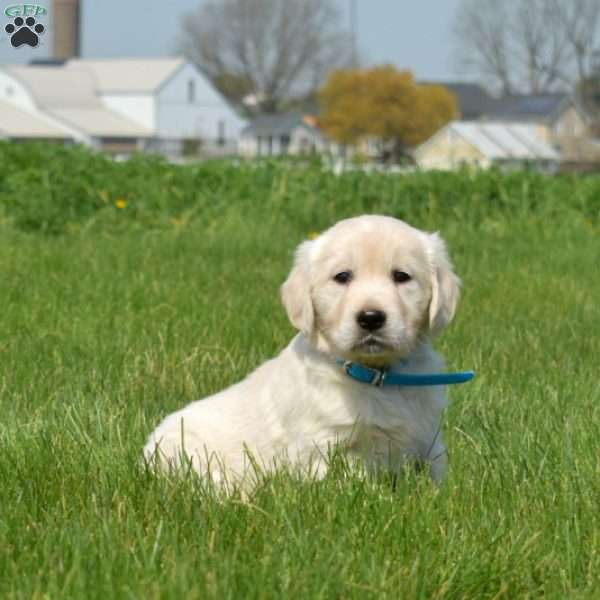Dolly, English Cream Golden Retriever Puppy