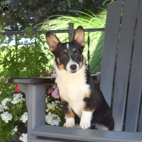 Dolly, Pembroke Welsh Corgi Puppy