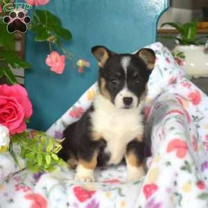 Dolly, Pembroke Welsh Corgi Puppy