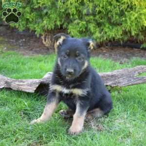 Dolly, German Shepherd Puppy