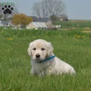 Dolly, English Cream Golden Retriever Puppy