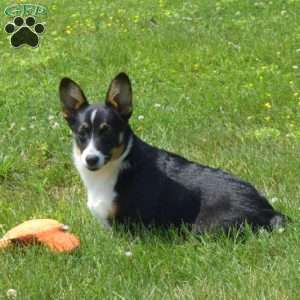 Dolly, Pembroke Welsh Corgi Puppy