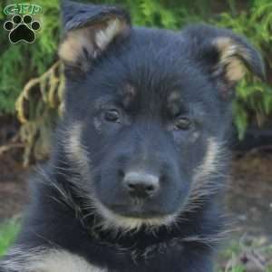 Dolly, German Shepherd Puppy