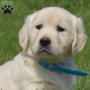 Dolly, English Cream Golden Retriever Puppy