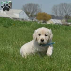 Dolly, English Cream Golden Retriever Puppy