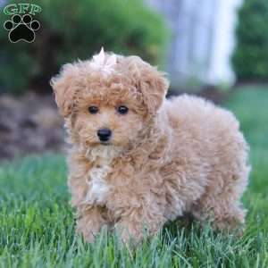 Dottie, Miniature Poodle Puppy