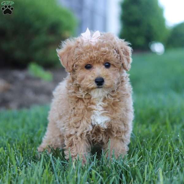 Dottie, Miniature Poodle Puppy