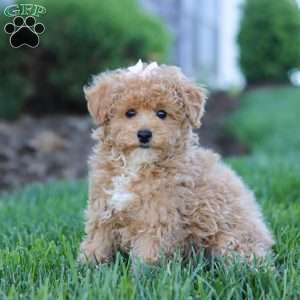 Dottie, Miniature Poodle Puppy