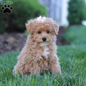 Dottie, Miniature Poodle Puppy