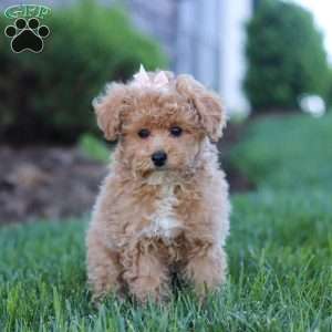 Dottie, Miniature Poodle Puppy