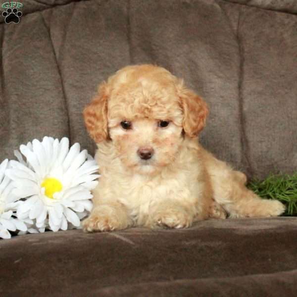 Dottie, Toy Poodle Puppy