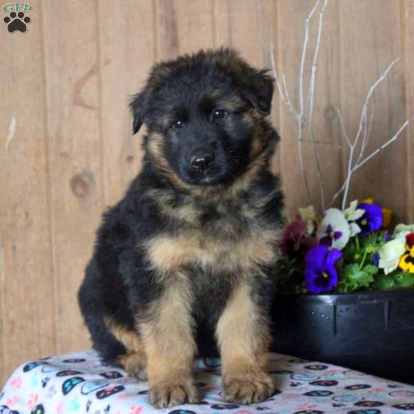 Drew, German Shepherd Puppy