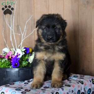 Drew, German Shepherd Puppy
