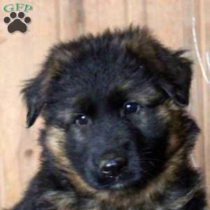 Drew, German Shepherd Puppy