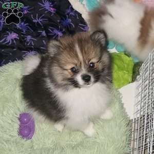 Pomeranian Puppies For Sale - Greenfield Puppies