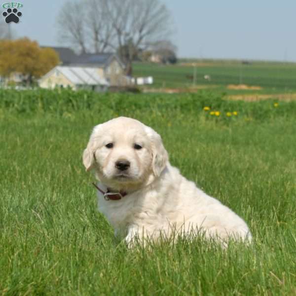 Duff, English Cream Golden Retriever Puppy