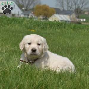 Duff, English Cream Golden Retriever Puppy