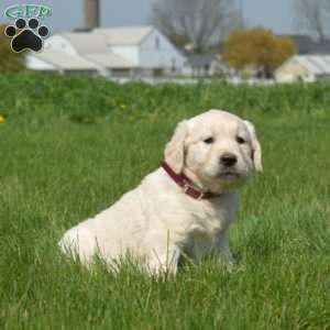 Duff, English Cream Golden Retriever Puppy