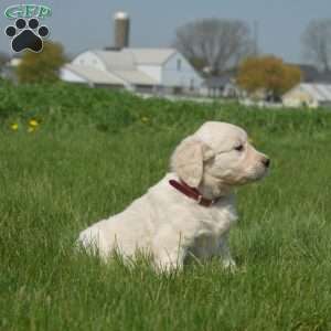 Duff, English Cream Golden Retriever Puppy