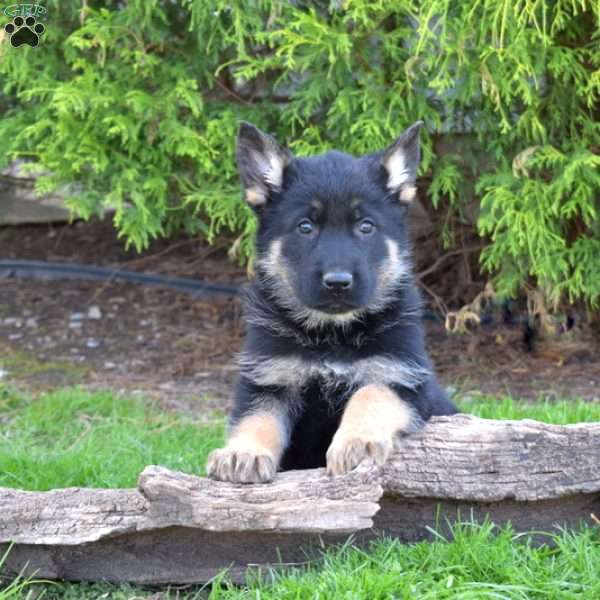 Duke, German Shepherd Puppy