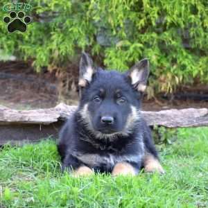 Duke, German Shepherd Puppy