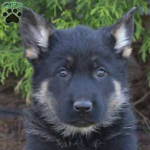 Duke, German Shepherd Puppy