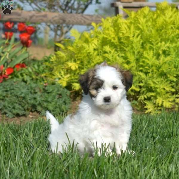 Dusty, Teddy Bear Puppy