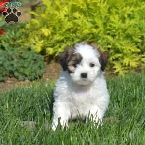 Dusty, Teddy Bear Puppy