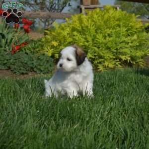 Dusty, Teddy Bear Puppy