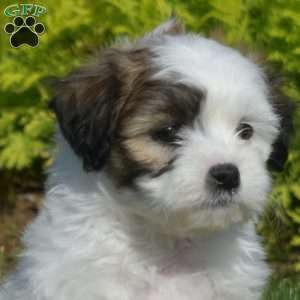 Dusty, Teddy Bear Puppy