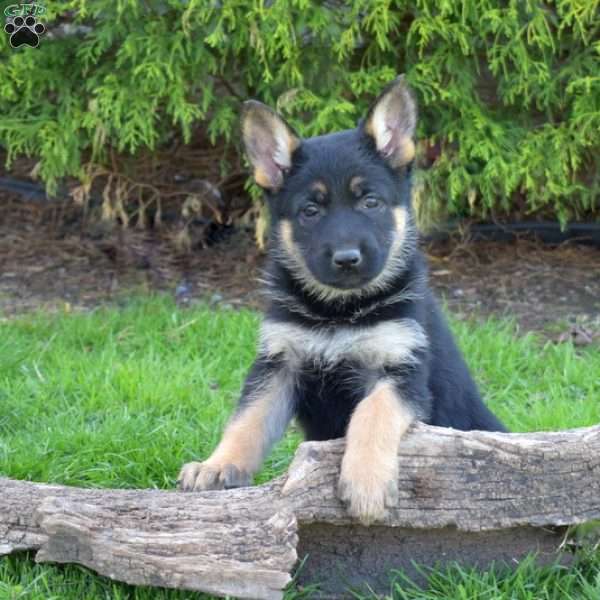 Dutchess, German Shepherd Puppy