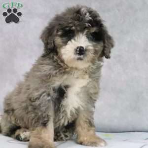 Jewels, Mini Bernedoodle Puppy