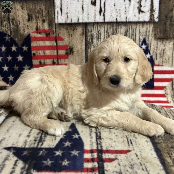 HELENA, Goldendoodle Puppy