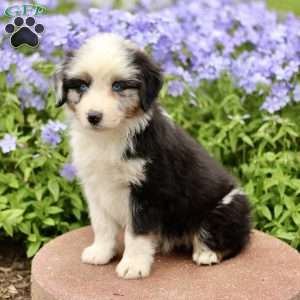 Earl, Miniature Australian Shepherd Puppy